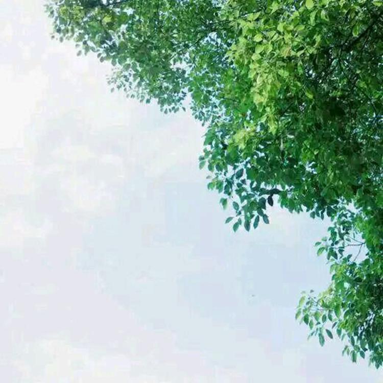斋藤一（身份：前新选组第三分队组长、“壬生狼”） - 绝母1一6全集动漫在线播放15 - 线上观影
